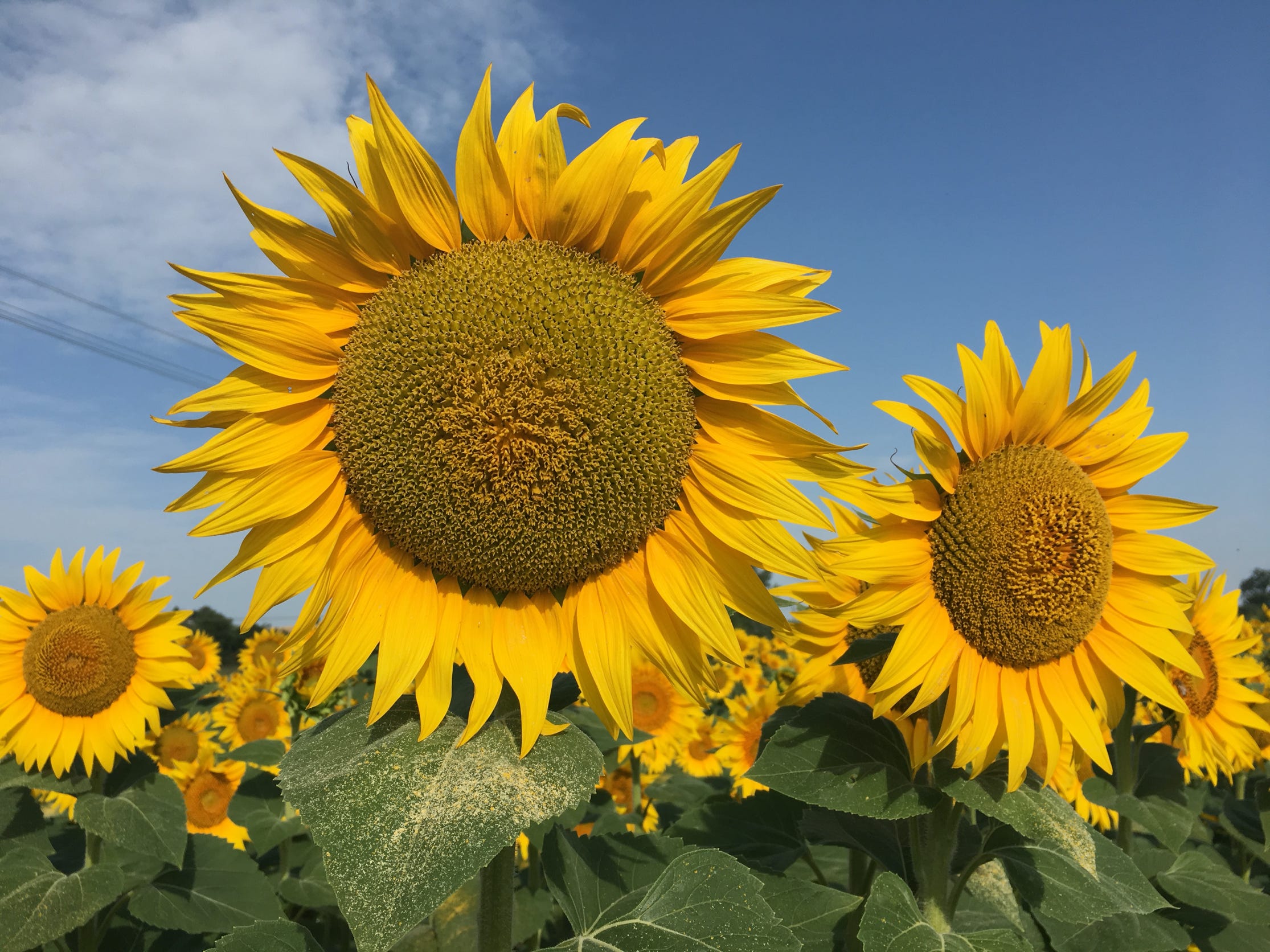 sunflowers during the bike tour in Val d'Orcia, Tuscany