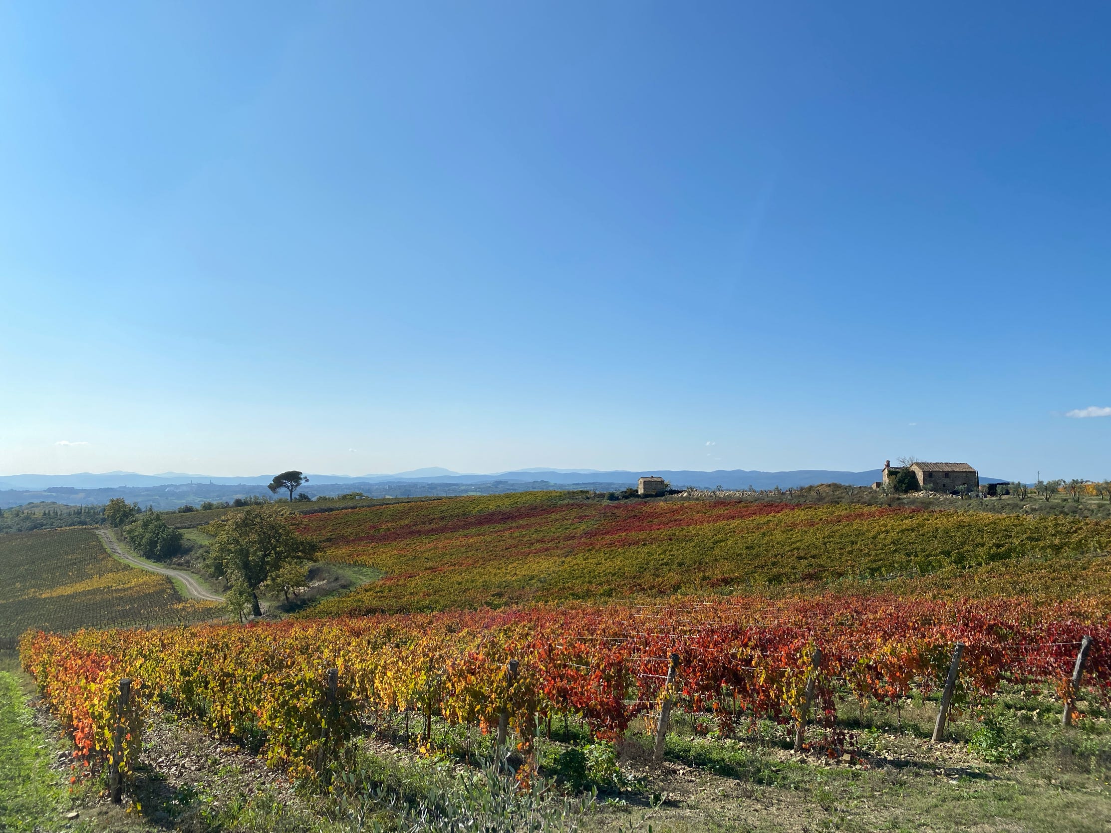 Vineyards of Chianti during a bike tour in Autumn